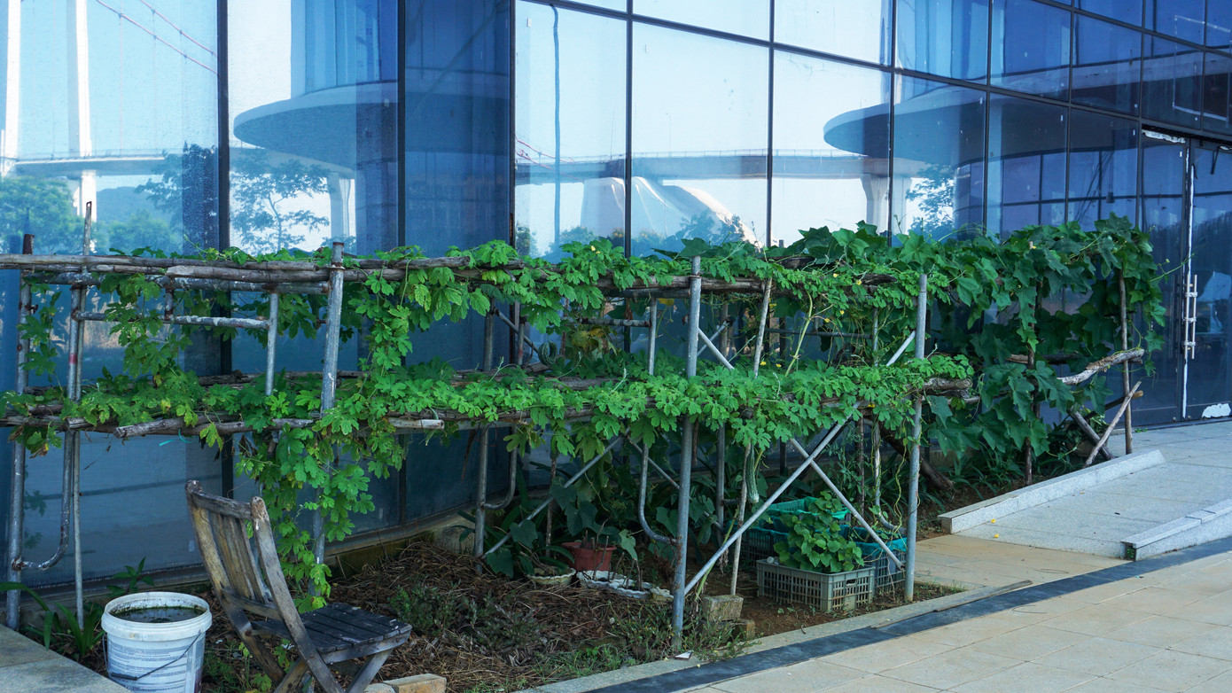 Một "vườn rau" được công nhân, bảo vệ trông coi các tòa nhà trồng ngay bên hông công trình.