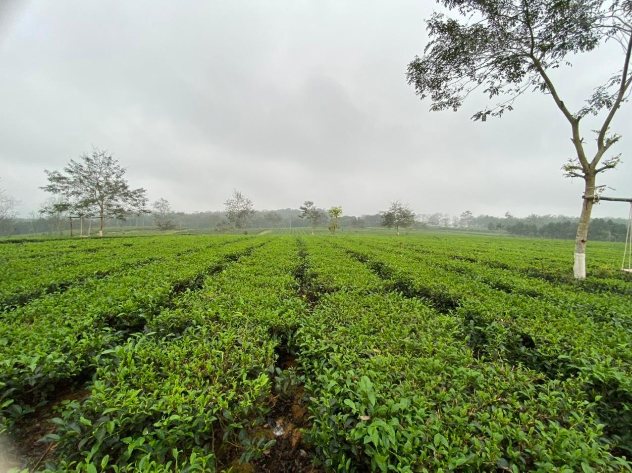 "Thiên đường chè Nam Trà" một màu xanh mướt, ngút ngàn đang độ nảy lộc.