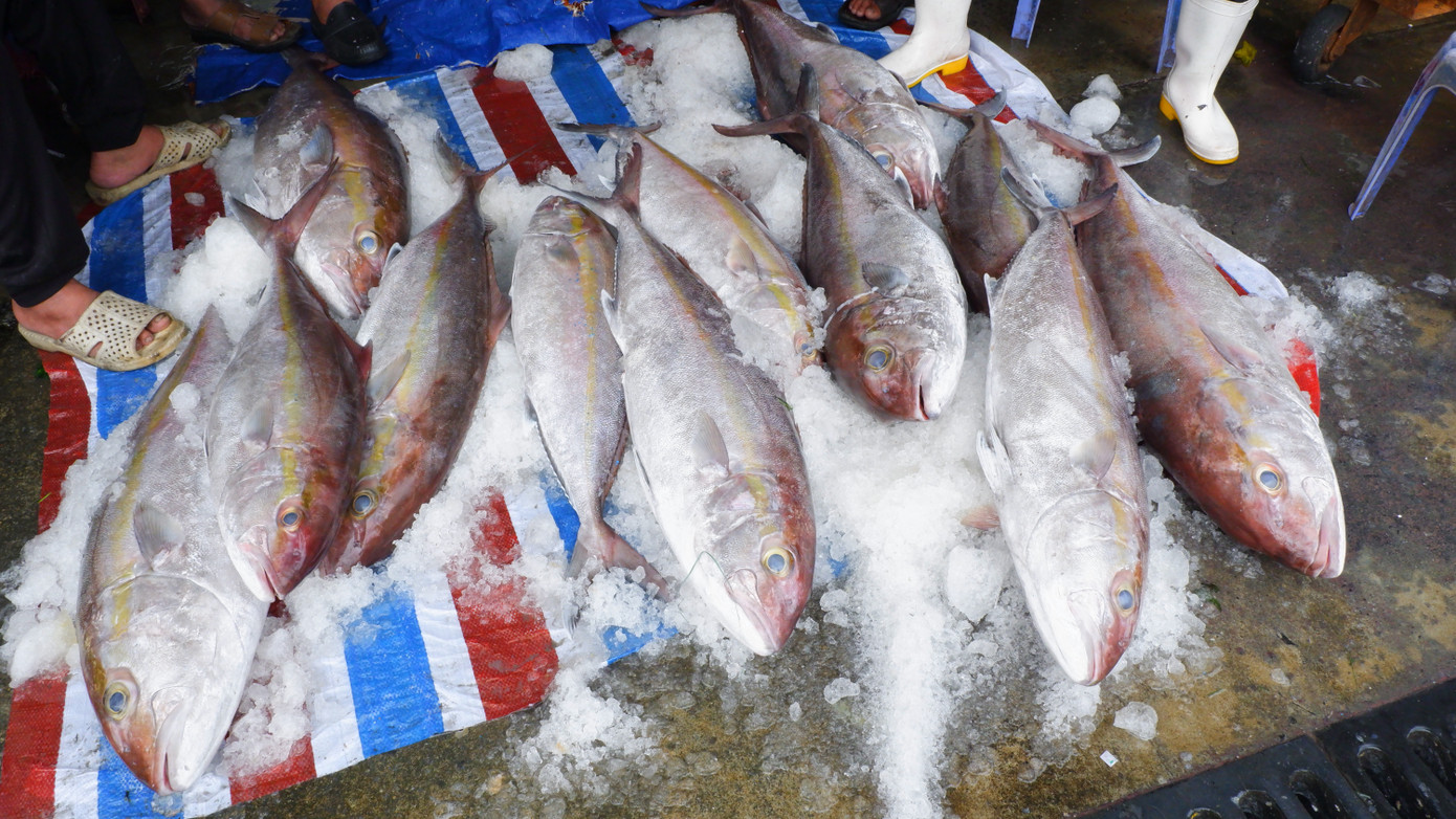 Đủ các loại cá biển tươi ngon tại cảng cá Thọ Quang.