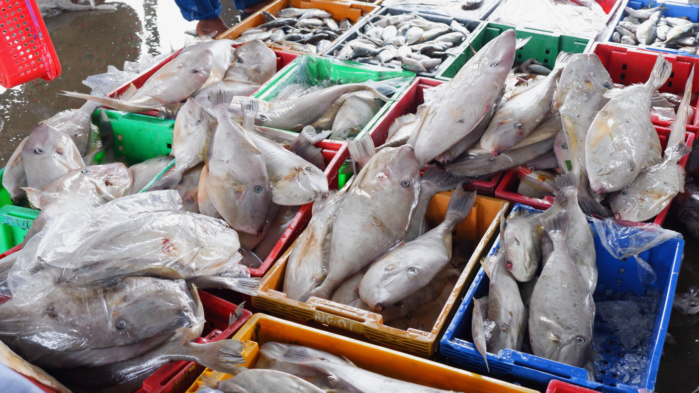 Đủ các loại cá biển tươi ngon tại cảng cá Thọ Quang.