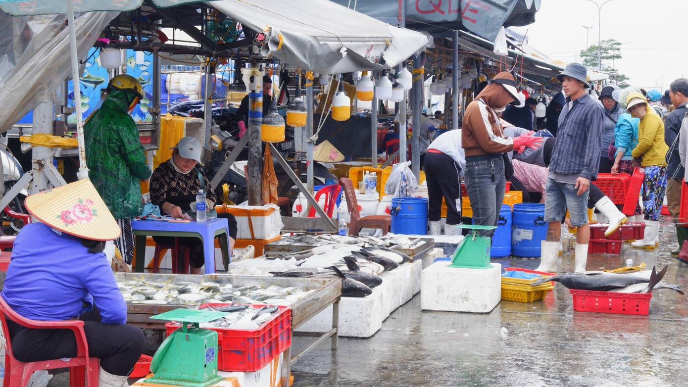 Theo thống kê của Ban Quản lý Âu thuyền và cảng cá Thọ Quang, những ngày qua, trung bình mỗi ngày cảng cá đón khoảng 20-30 tàu cập bến với hàng trăm tấn cá.