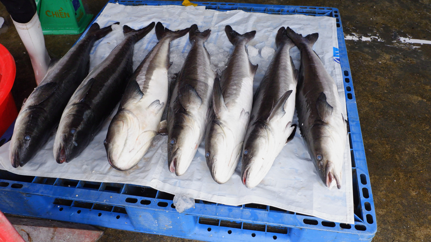 Đủ các loại cá biển tươi ngon tại cảng cá Thọ Quang.