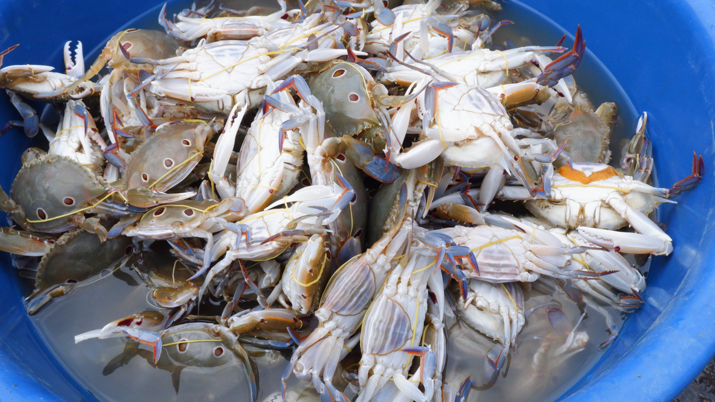 Đa dạng các loại hải sản tại chợ cảng cá Thọ Quang. Theo ghi nhận, những ngày này giá các loại hải sản bắt đầu tăng nhẹ.