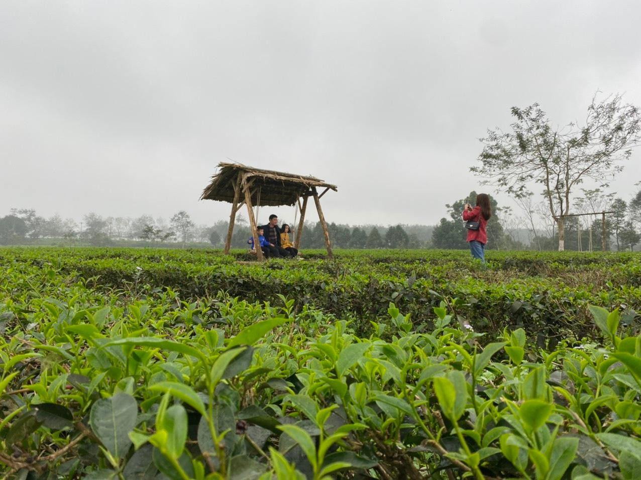 Trong mưa xuân, sương mù đồi chè Nam Trà tạo nên khung cảnh thơ mộng.