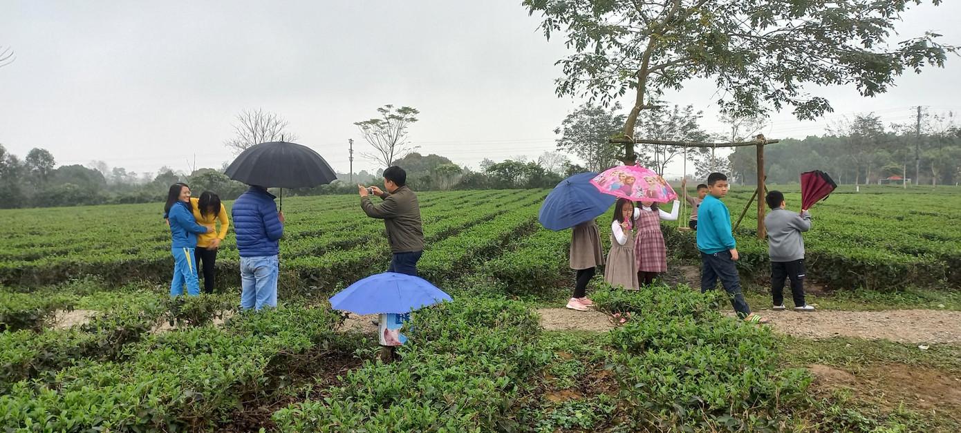 Những luống chè xanh đầu xuân đang độ nảy lộc thu hút người dân dừng chân, ghé thăm.