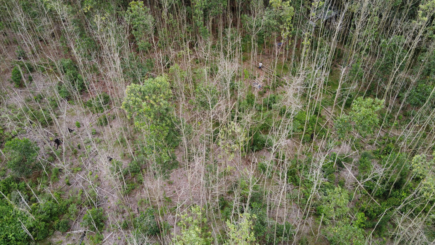 Riêng việc người dân không được phép khai thác cây đã trồng, dẫn đến thiệt hại, ông Dũng cho biết: Trước đây, BQL Rừng đặc dụng Bà Nà - Núi Chúa cho phép người dân khai thác. Tuy nhiên, năm 2023, cơ quan Thanh tra kết luận việc này không đúng quy định theo Luật Lâm nghiệp có hiệu lực từ năm 2019. Do đó, buộc BQL Rừng đặc dụng Bà Nà - Núi Chúa phải chấp hành, không thể làm khác.