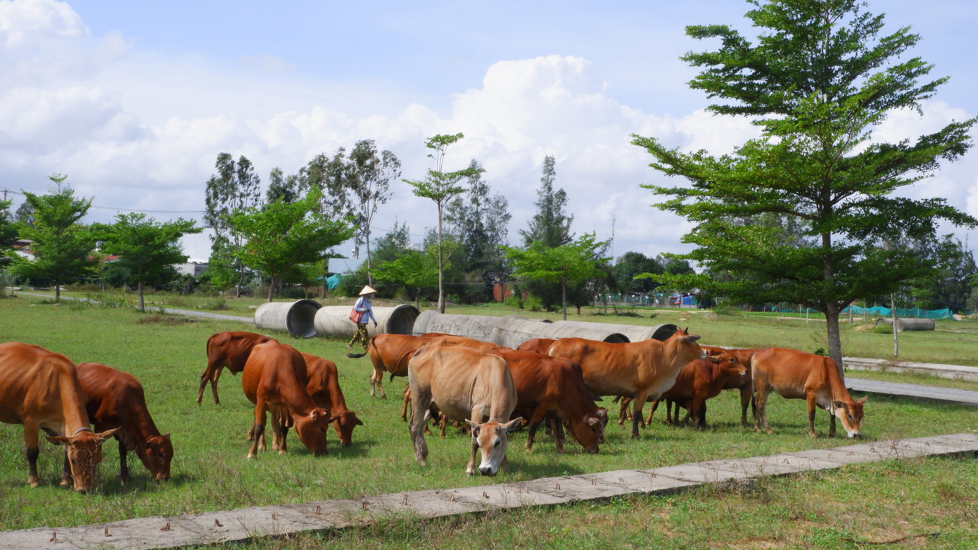 Theo ghi nhận tại 3 dự án, hạ tầng còn dang dở, cỏ mọc um tùm đang trở thành nơi người dân chăn thả bò lý tưởng. Năm 2017, Công ty CP Bách Đạt An ký hợp đồng giao Công ty Cổ phần Đầu tư Hoàng Nhất Nam phân phối gần 1.000 lô đất tại 3 dự án khu đô thị 7B mở rộng, Hera Complex Riverside và Bách Đạt. Sau đó, 2 công ty nảy sinh tranh chấp và đưa nhau ra tòa. Dù đã có các phán quyết của tòa nhưng quá trình thi hành án trả quyền lợi cho khoảng 1.000 khách hàng gặp khó khăn do chủ đầu tư không thực hiện các nghĩa vụ liên quan.