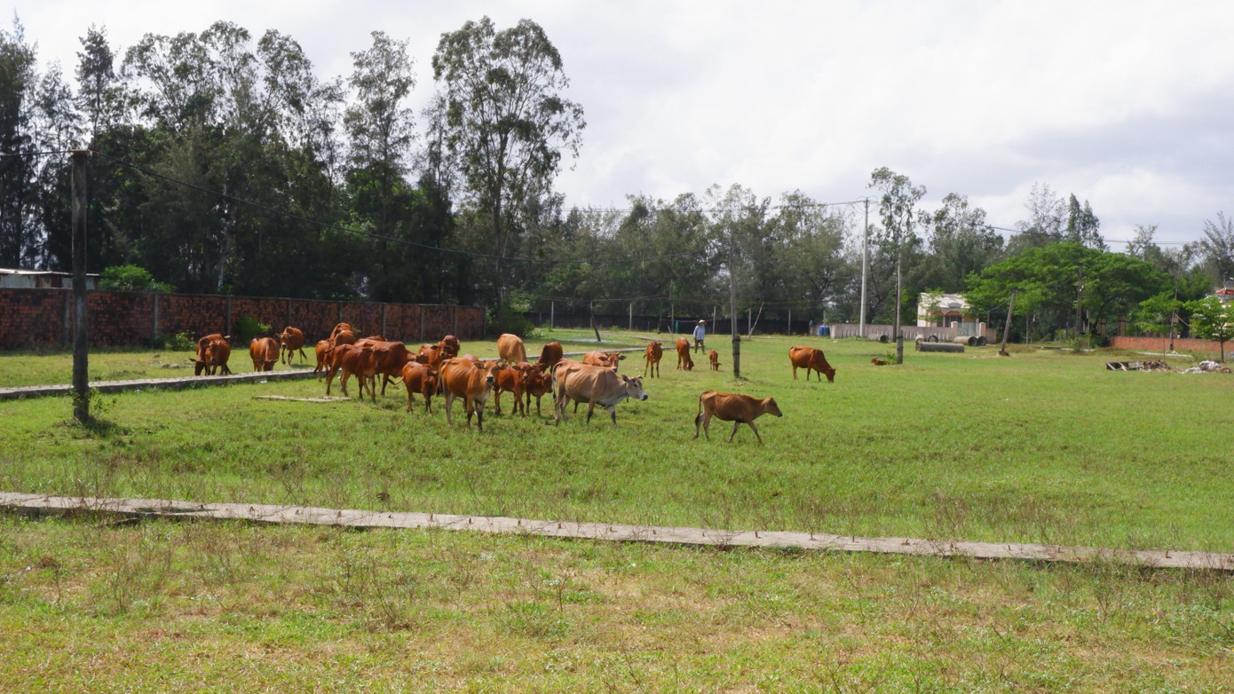 Theo ghi nhận tại 3 dự án, hạ tầng còn dang dở, cỏ mọc um tùm đang trở thành nơi người dân chăn thả bò lý tưởng. Năm 2017, Công ty CP Bách Đạt An ký hợp đồng giao Công ty Cổ phần Đầu tư Hoàng Nhất Nam phân phối gần 1.000 lô đất tại 3 dự án khu đô thị 7B mở rộng, Hera Complex Riverside và Bách Đạt. Sau đó, 2 công ty nảy sinh tranh chấp và đưa nhau ra tòa. Dù đã có các phán quyết của tòa nhưng quá trình thi hành án trả quyền lợi cho khoảng 1.000 khách hàng gặp khó khăn do chủ đầu tư không thực hiện các nghĩa vụ liên quan.