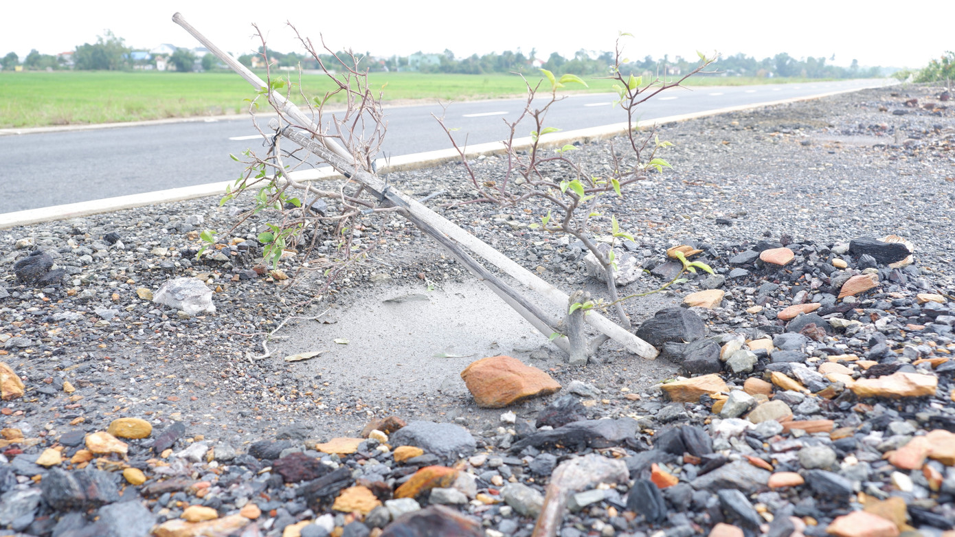 Mới đây, tại chương trình "Hội đồng nhân dân với cử tri" lần thứ 6, việc chăm sóc cây xanh trên tuyến đường vành đai phía Tây Đà Nẵng đã được cử tri nêu lên và yêu cầu cơ quan chức năng có giải pháp khắc phục.