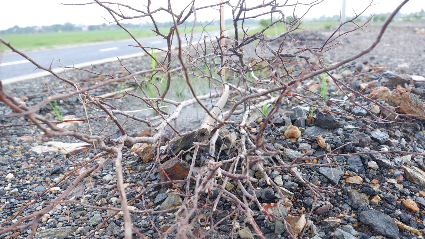 Dải phân cách 2 làn đường nhiều đoạn chủ yếu nhiều đá, cát, sỏi nên cây hoa giấy trồng không được chăm sóc đã chết héo rất nhiều.