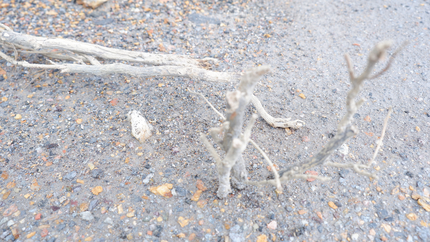 Một cây hoa giấy sau khi trồng đã trụi lá và cành, không có dấu hiệu của sự sống.