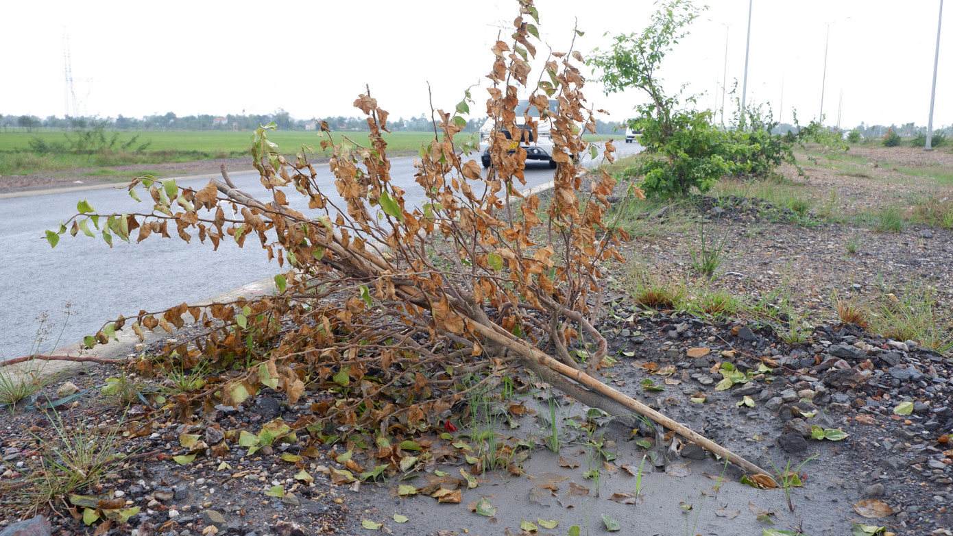 Sở Xây dựng TP. Đà Nẵng cho biết hạng mục cây xanh trên tuyến đường vành đai phía tây chưa bàn giao cho Công ty Công viên cây xanh Đà Nẵng.