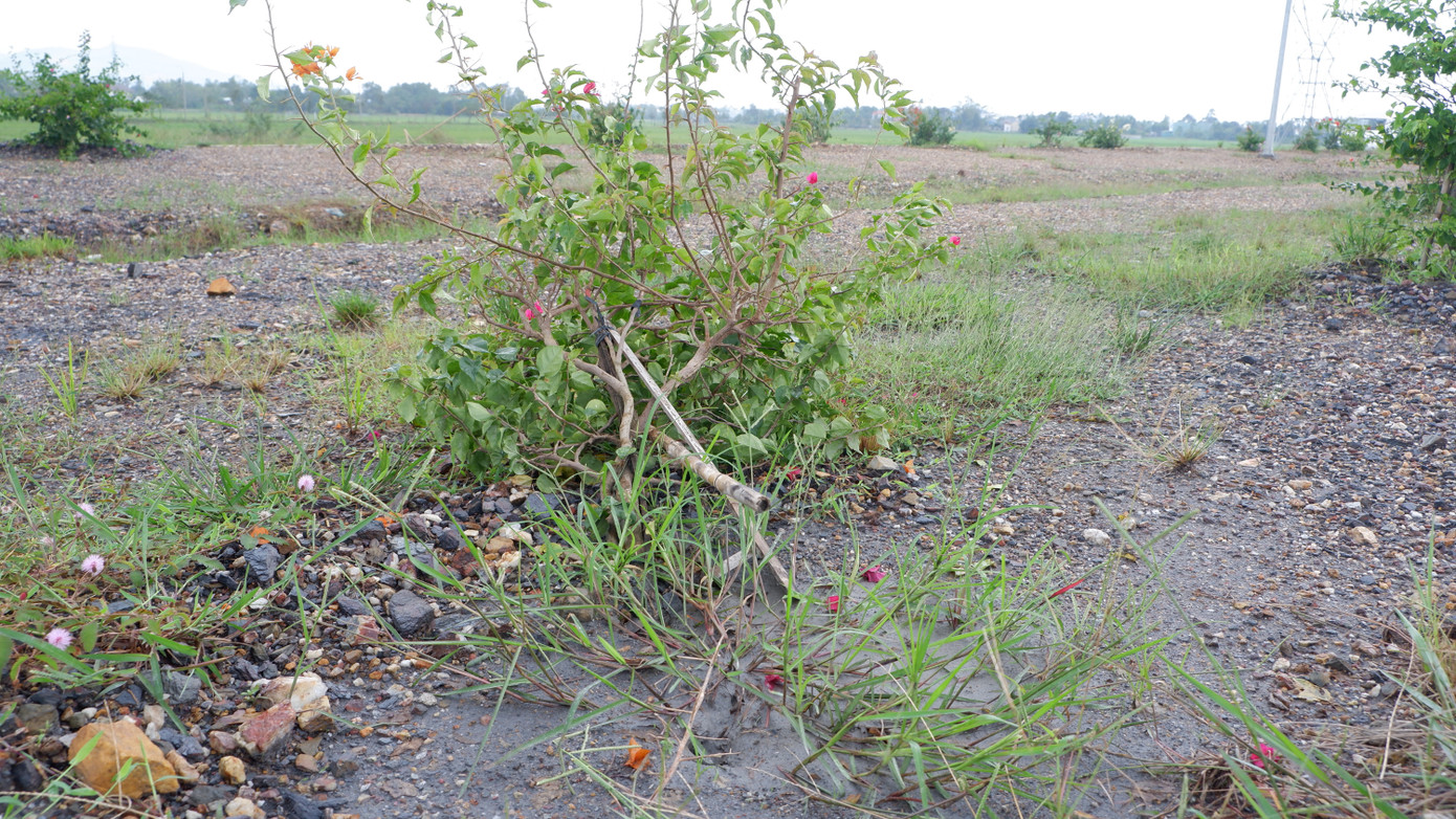 Trả lời cử tri, lãnh đạo thành phố Đà Nẵng đã ghi nhận phản ánh, đồng thời cho biết sẽ chỉ đạo cơ quan chức năng, các đơn vị liên quan khẩn trương có giải pháp chấn chỉnh, khắc phục việc trồng cây, chăm sóc cây trên tuyến đường này.