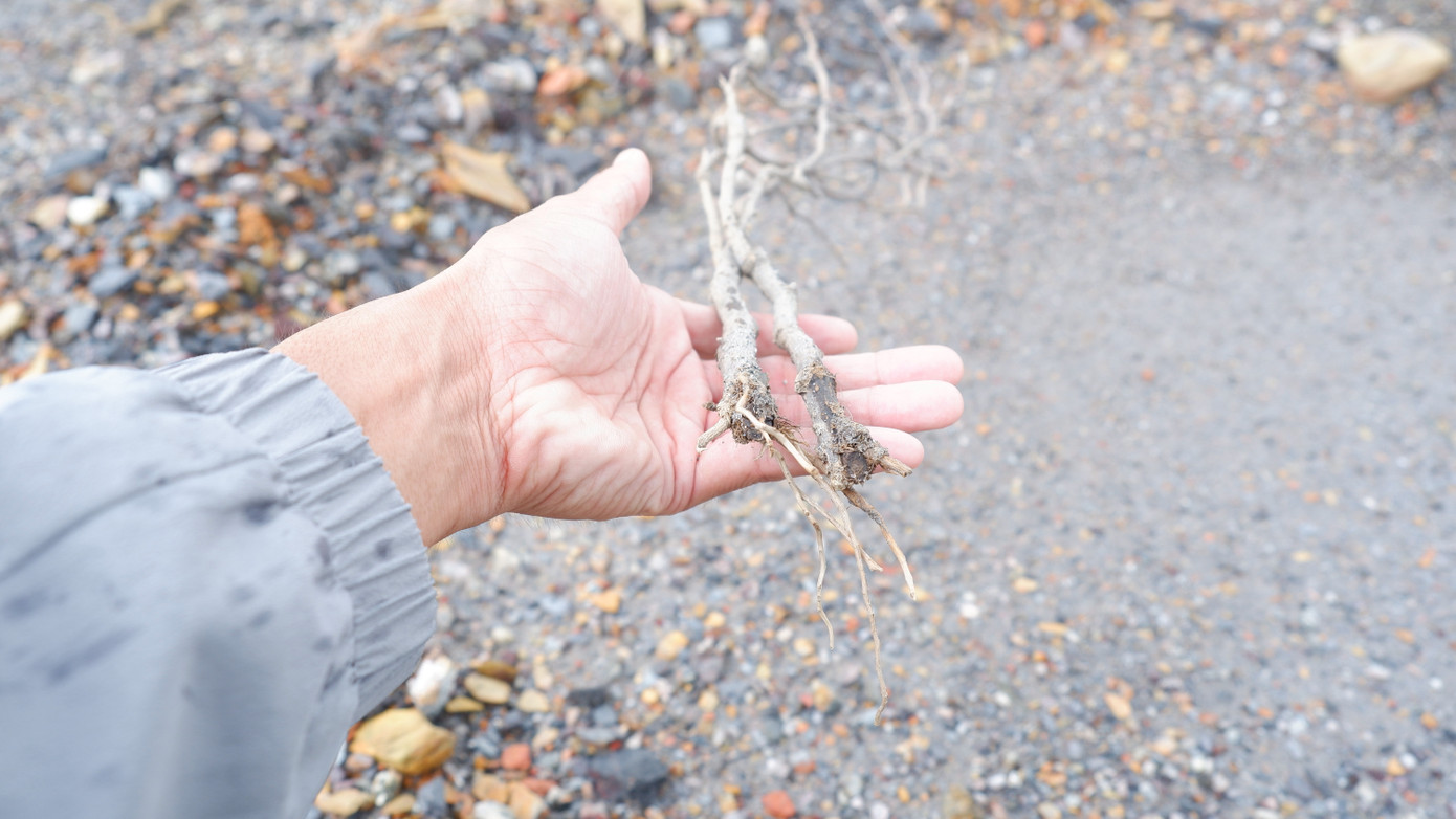 Theo đại diện chủ đầu tư trên, tuyến này chủ yếu trồng cây hoa giấy và dương, không trồng cây lớn. Lúc trồng vào tháng 4 đất tại đây rất khô, nguồn nước thủy cục một số đoạn chưa đấu nối được nên đơn vị thi công phải sử dụng xe bồn tưới nước. Sau đợt bão vừa qua cũng có nhiều cây bị ngã đổ.