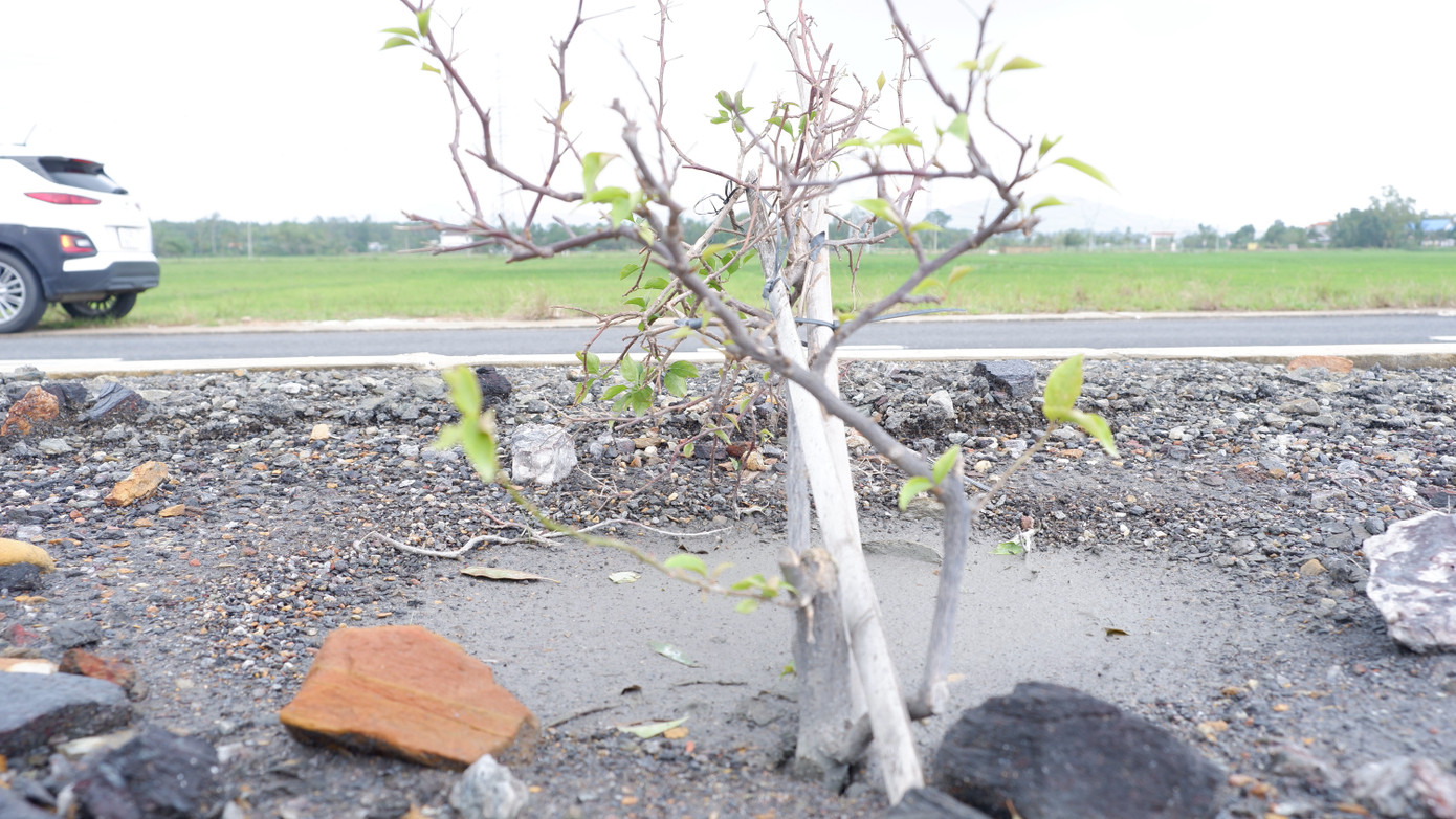 Tuyến đường chưa nghiệm thu, bao gồm hạng mục cây xanh. Theo chủ đầu tư, nhà thầu hạng mục trồng cây sẽ phải chịu trách nhiệm và khắc phục trước khi nghiệm thu, bàn giao công trình.