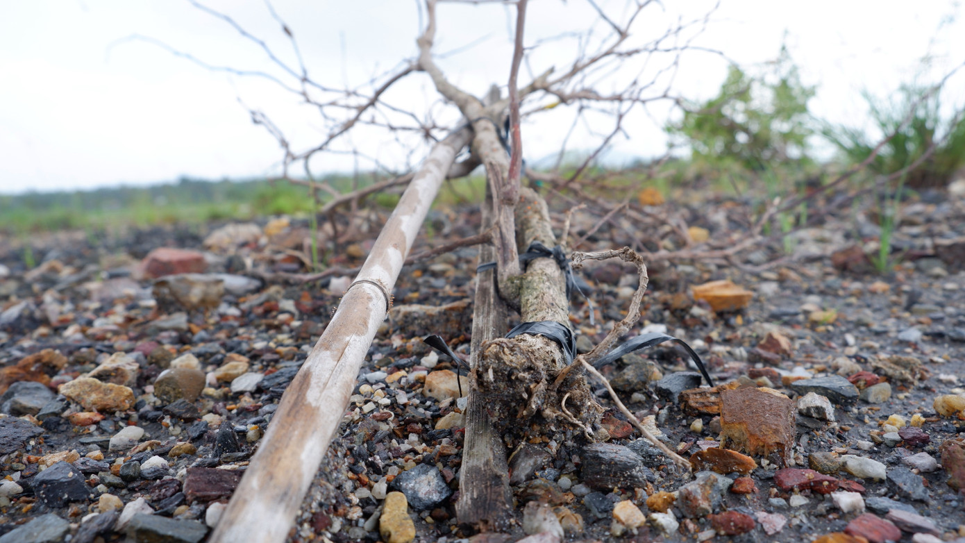 Nhiều cây đã chết khô, bật gốc nằm chỏng chơ dọc dải phân cách khiến nhiều người dân qua lại trên tuyến đường này không khỏi xót xa. Đại diện BQL Dự án đầu tư xây dựng các công trình giao thông Đà Nẵng (chủ đầu tư dự án) cho biết đã kiểm tra thực tế và xác nhận có tình trạng trên.