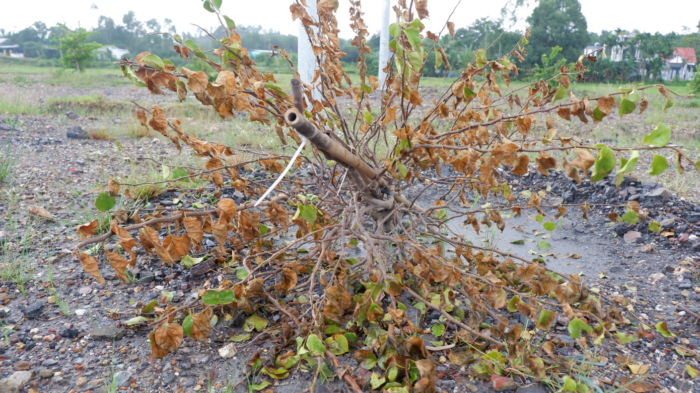 Theo ghi nhận của phóng viên, dọc tuyến đường này, nhiều cây hoa giấy giữa dải phân cách 2 làn đường được trồng từ hồi tháng 4/2024 nhưng nhiều cây nay đã khô héo và chết. Tại đoạn hướng từ nút giao quốc lộ 14B đi qua xã Hòa Khương (huyện Hòa Vang, Đà Nẵng) có nhiều cây trơ trụi, nghiêng ngả hoặc chỉ còn lại phần gốc.