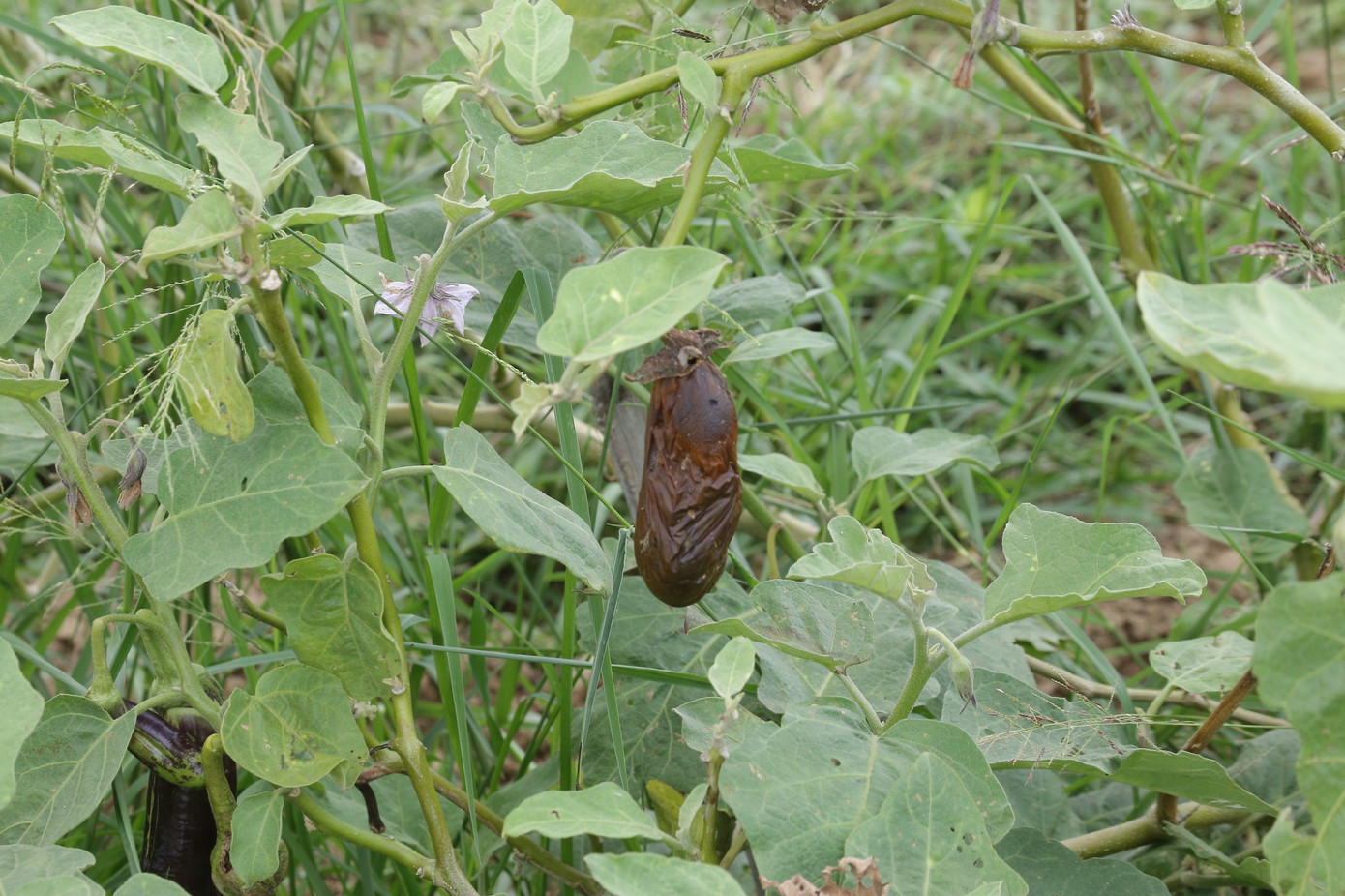 Những vườn cà tím đang độ phát triển nhưng héo khô dần vì không có nước tưới trong sự bất lực của nông dân. Những vườn cà tím đang độ phát triển nhưng héo khô dần vì không có nước tưới trong sự bất lực của nông dân.