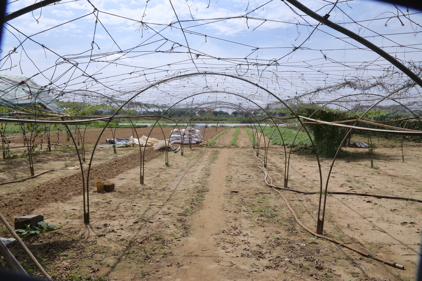 Nhiều hộ dân phải bỏ hoang diện tích đất phù sa màu mỡ vì không thể xuống giống do thiếu nước tưới. Nhiều hộ dân phải bỏ hoang diện tích đất phù sa màu mỡ vì không thể xuống giống do thiếu nước tưới.