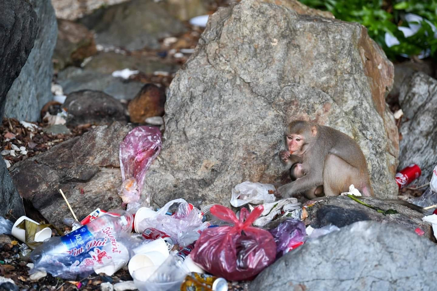 Khỉ từ núi Sơn Trà xuống bới rác tìm thức ăn ở Gềnh Bàng. (Ảnh: Duy Quốc) Khỉ từ núi Sơn Trà xuống bới rác tìm thức ăn ở Gềnh Bàng. (Ảnh: Duy Quốc)
