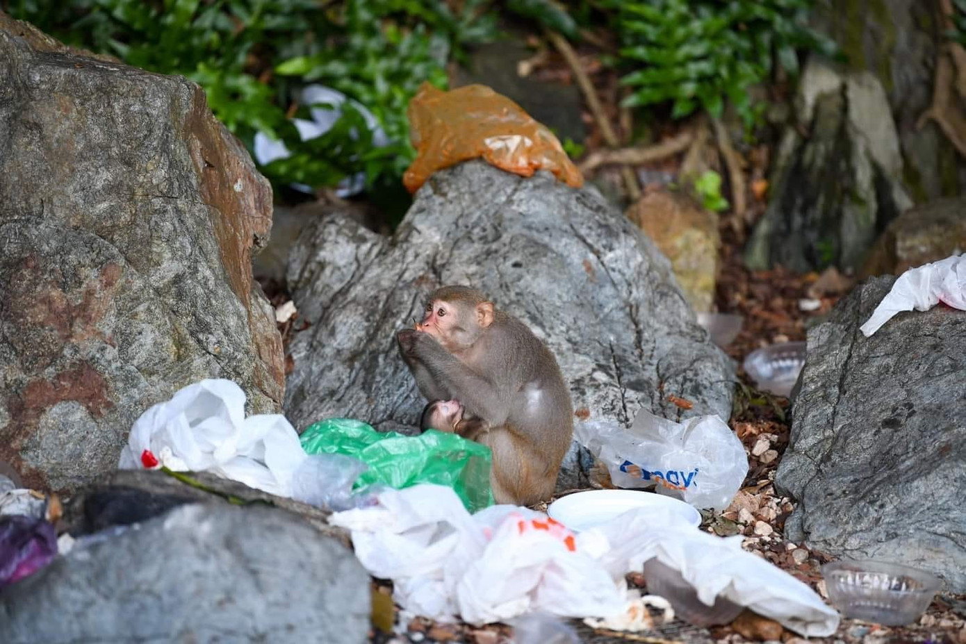Khỉ từ núi Sơn Trà xuống bới rác tìm thức ăn ở Gềnh Bàng. (Ảnh: Duy Quốc) Khỉ từ núi Sơn Trà xuống bới rác tìm thức ăn ở Gềnh Bàng. (Ảnh: Duy Quốc)
