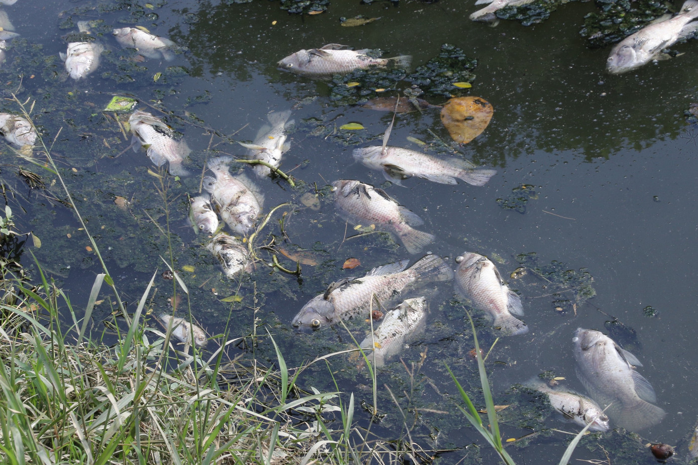 Cá chết trăng kênh Đa Cô, bốc mùi hôi nồng nặc.
