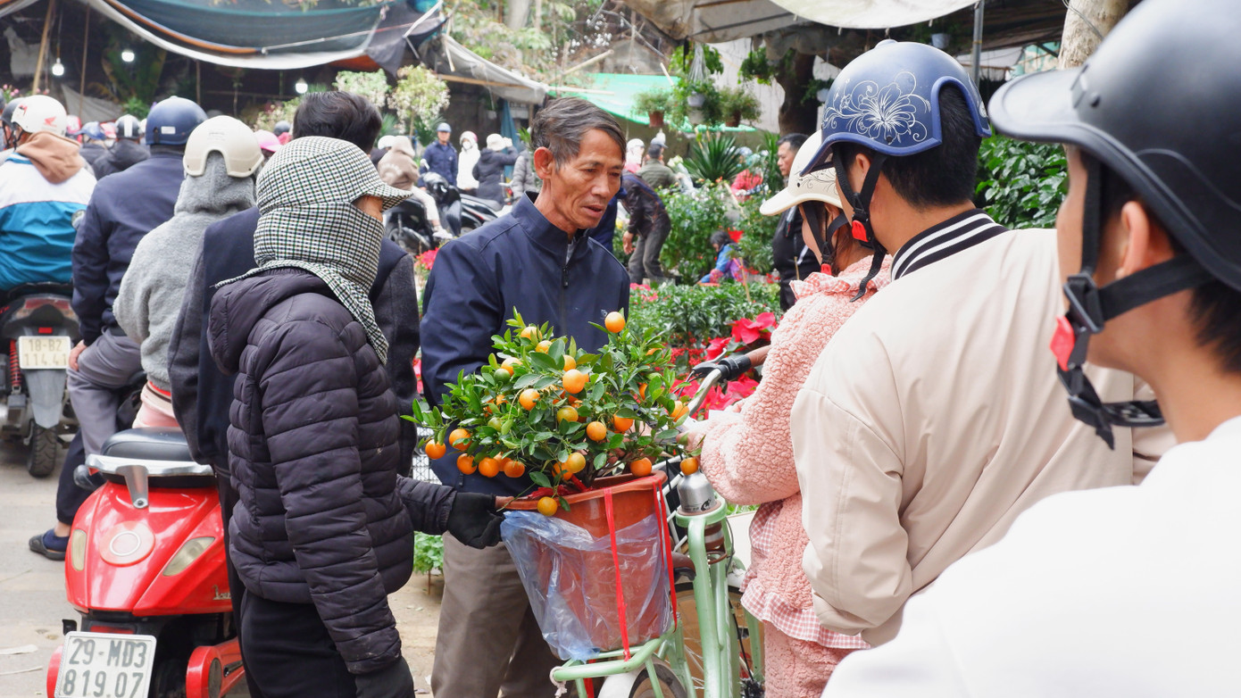Giá bán ngày cuối năm "hạ nhiệt", nhiều người tranh thủ chọn mua quất về chưng tết