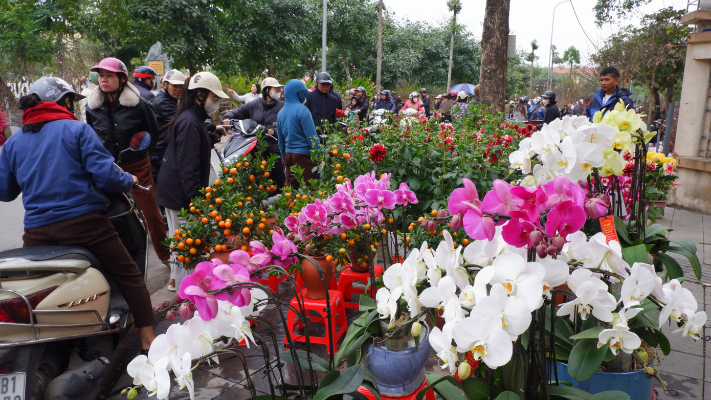 Sặc sỡ các loại hoa dọc đường Trần Phú, Phạm Hồng Thái.