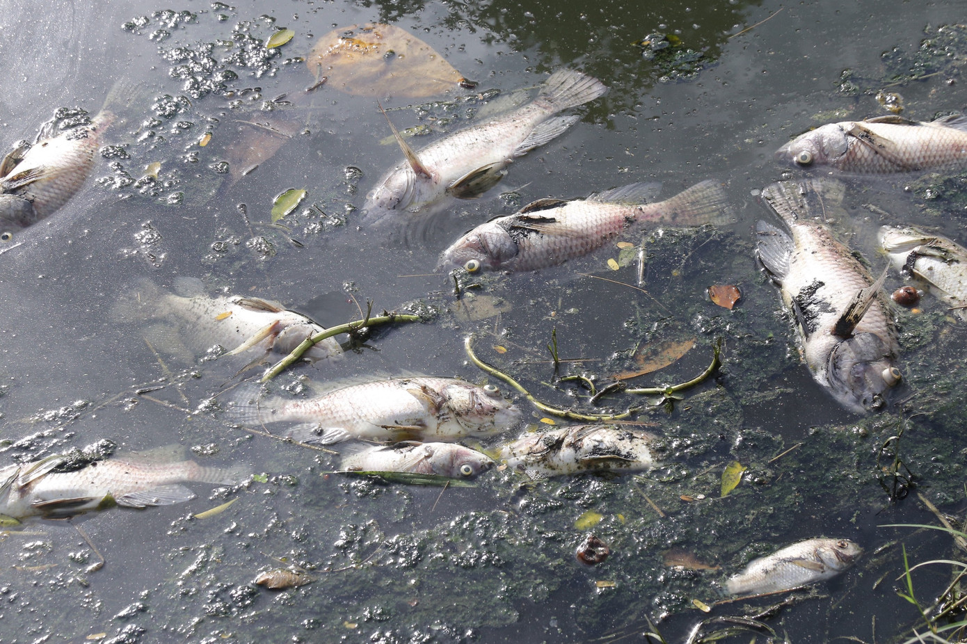 Cá chết trăng kênh Đa Cô, bốc mùi hôi nồng nặc.