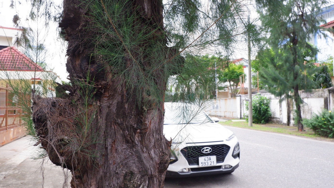 Một thân cây phi lao đường kính lớn phát triển khỏe mạnh tạo điểm nhấn cảnh quan ngay trước cổng vào một công ty.