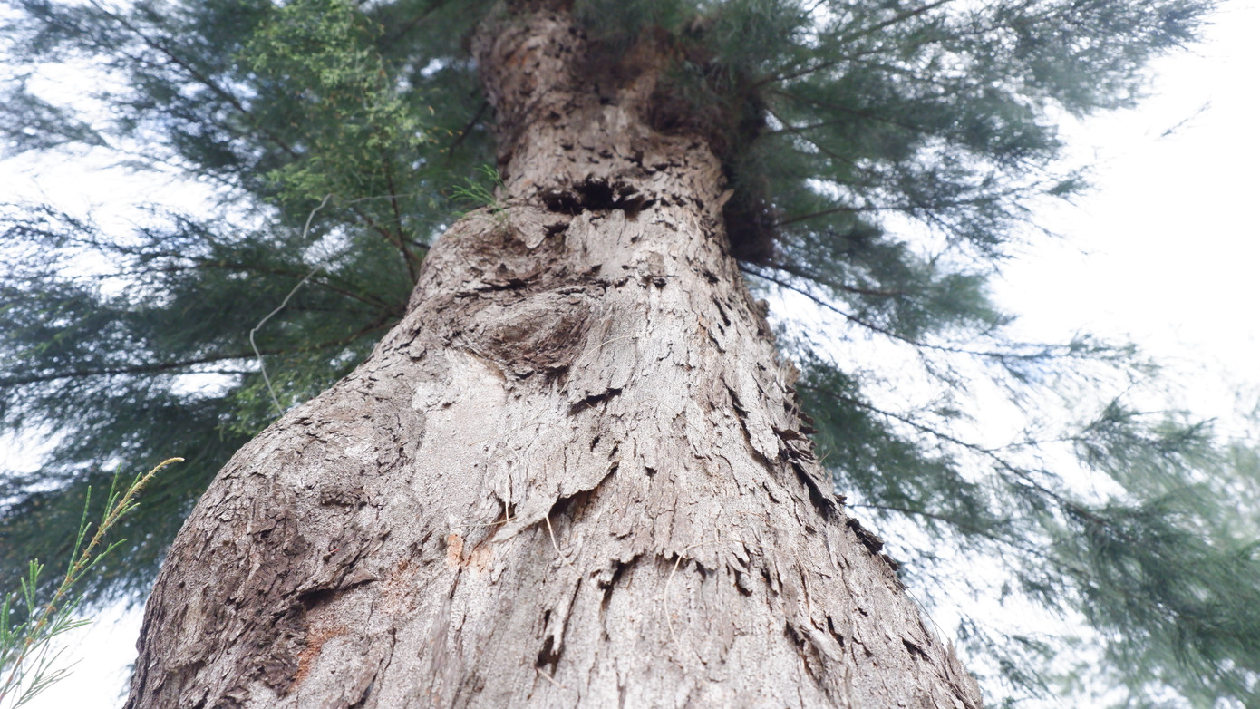 Gần 30 năm những thân phi lao bên trong KCN An Đồn đã trở thành cổ thụ, thân cây xù xì theo thời gian.