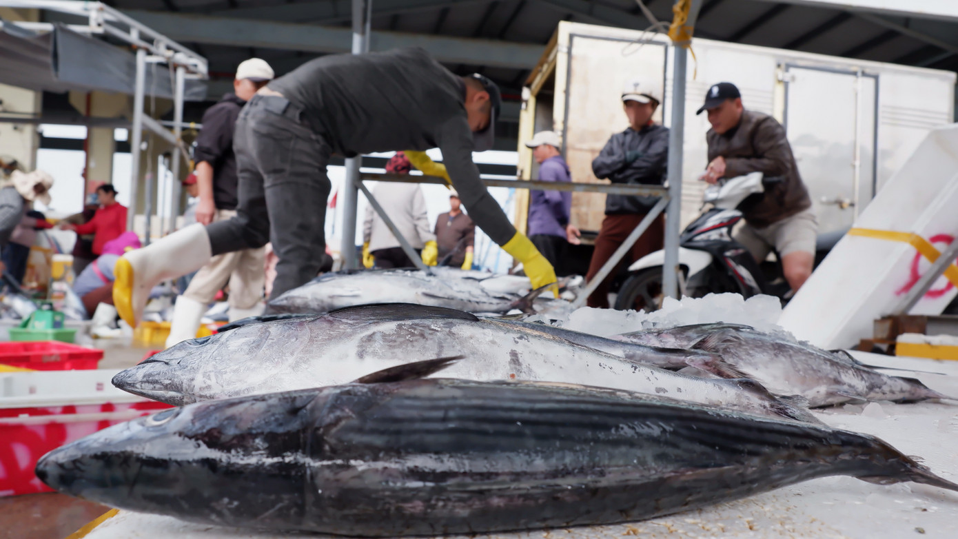 Những chuyến biển đầu năm, tại cảng Thọ Quang chủ yếu là các loại cá thu, cá ngừ. Tùy kích thước, trọng lượng các loại cá có giá thu mua khác nhau. "Giá thu mua sau Tết giảm do sức mua thấp. Tuy nhiên, tàu cá đánh bắt sau Tết cập cảng không nhiều như trước Tết nên hải sản vẫn tiêu thụ một cách nhanh chóng", chị Nguyễn Thị Hoài, một tiểu thương cho biết. Những chuyến biển đầu năm, tại cảng Thọ Quang chủ yếu là các loại cá thu, cá ngừ. Tùy kích thước, trọng lượng các loại cá có giá thu mua khác nhau. "Giá thu mua sau Tết giảm do sức mua thấp. Tuy nhiên, tàu cá đánh bắt sau Tết cập cảng không nhiều như trước Tết nên hải sản vẫn tiêu thụ một cách nhanh chóng", chị Nguyễn Thị Hoài, một tiểu thương cho biết.