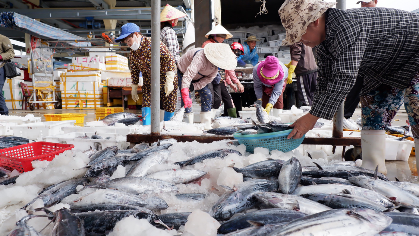 Theo ngư dân, các chuyến biển đầu năm nay, họ được mùa cá ngừ. Tuy nhiên, so với trước Tết, tùy theo kích cỡ cá ngừ có giá thu mua giảm từ 40.000 - 80.000 đồng/kg. Theo ngư dân, các chuyến biển đầu năm nay, họ được mùa cá ngừ. Tuy nhiên, so với trước Tết, tùy theo kích cỡ cá ngừ có giá thu mua giảm từ 40.000 - 80.000 đồng/kg.