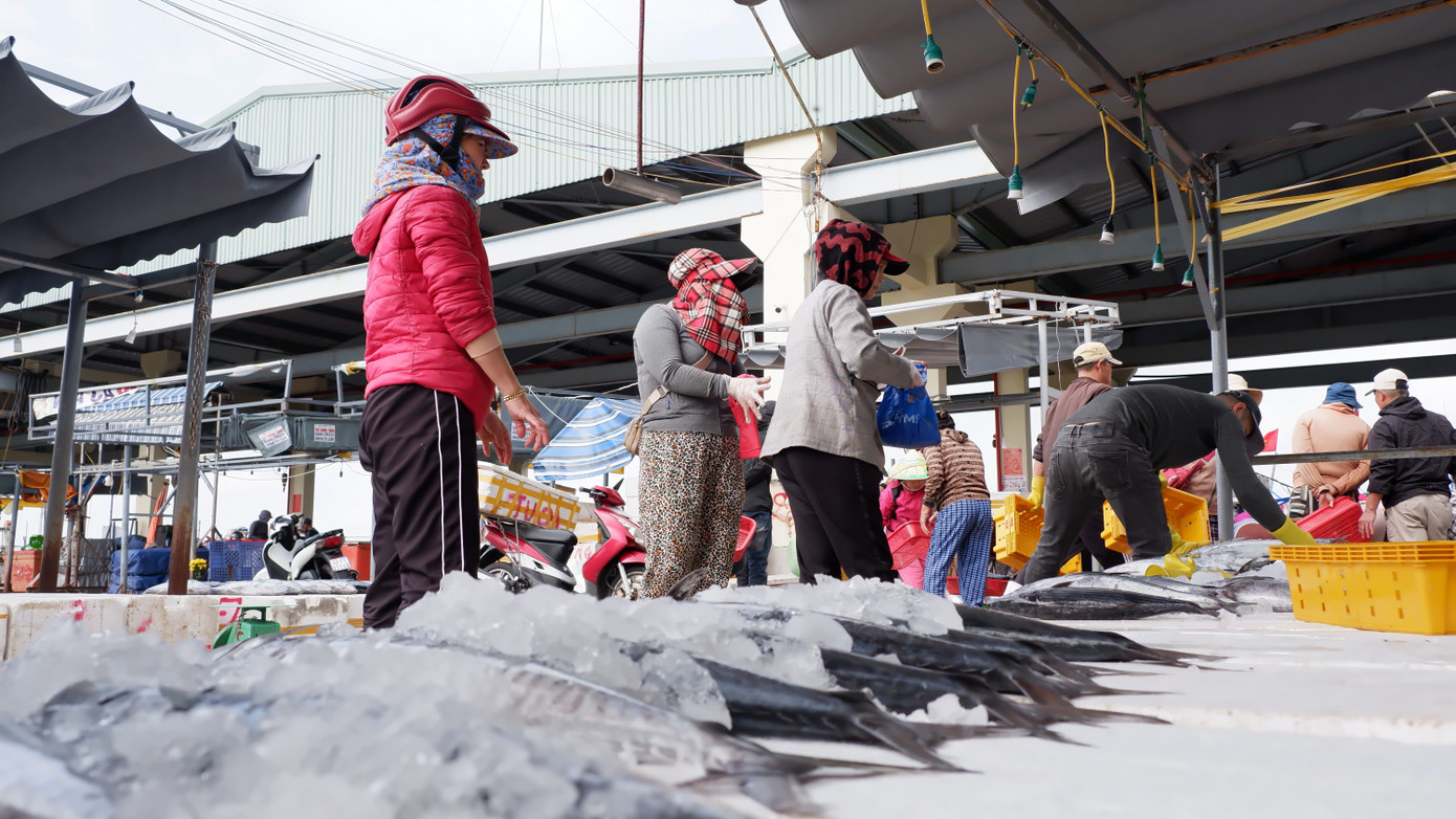 Ông Nguyễn Ngọc An, một ngư dân tàu cá Quảng Ngãi cho biết: Tàu cá đánh bắt xuyên Tết, đón Tết trên biển và mở hàng cho chuyến biển đầu năm nên ai cũng phấn khởi khi hải sản về bờ đều được thu mua một cách nhanh chóng. Ông Nguyễn Ngọc An, một ngư dân tàu cá Quảng Ngãi cho biết: Tàu cá đánh bắt xuyên Tết, đón Tết trên biển và mở hàng cho chuyến biển đầu năm nên ai cũng phấn khởi khi hải sản về bờ đều được thu mua một cách nhanh chóng.