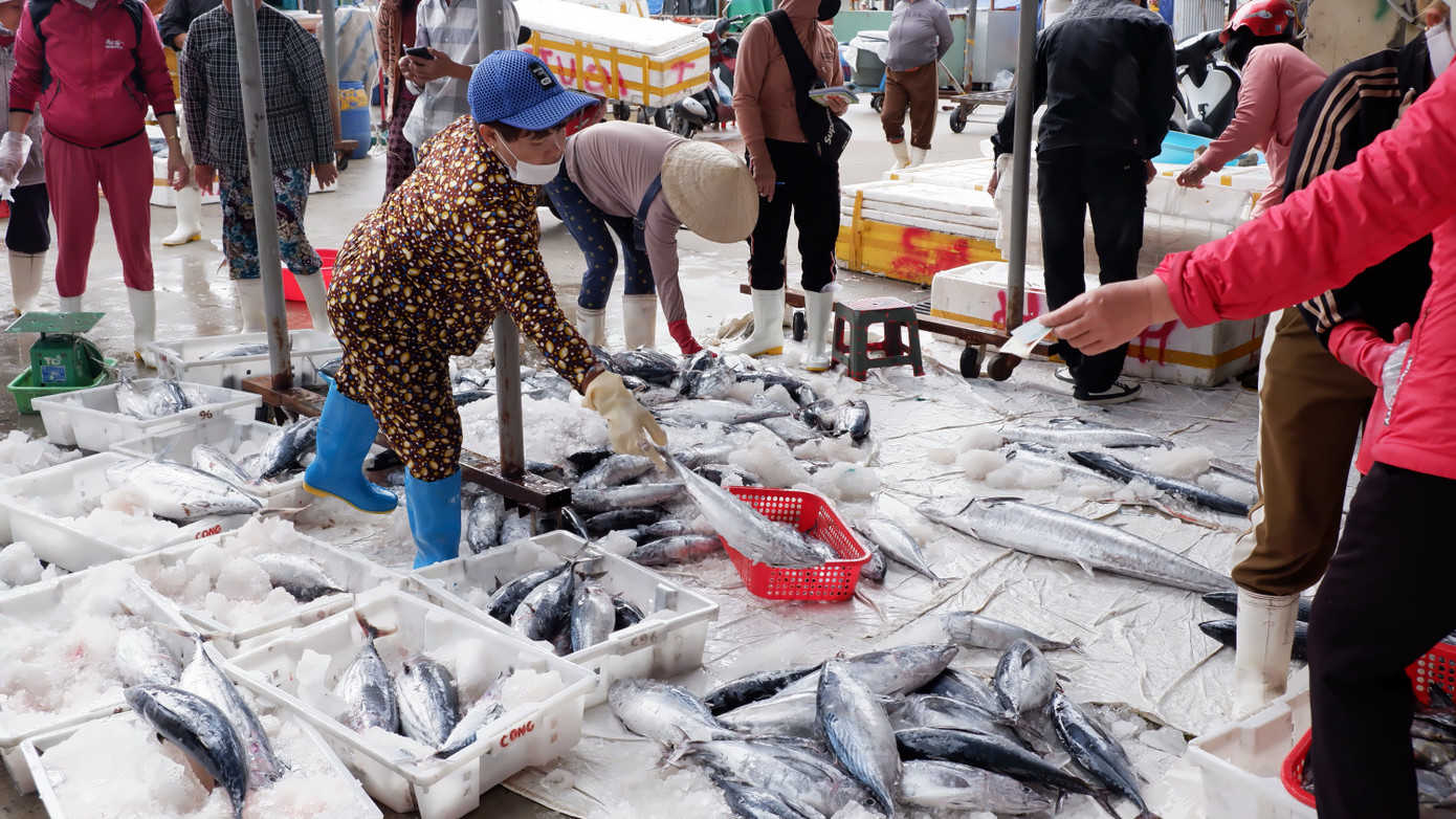 Mỗi chuyến tàu cá về cảng Thọ Quang đều được các tiểu thương chờ đón thu mua nhanh chóng trong những ngày đầu năm. Mỗi chuyến tàu cá về cảng Thọ Quang đều được các tiểu thương chờ đón thu mua nhanh chóng trong những ngày đầu năm.