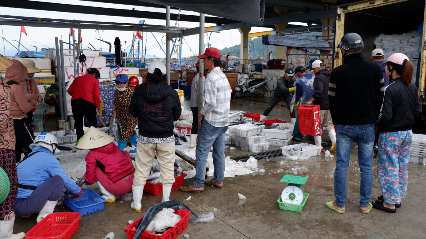 Trưa và chiều ngày 5/2, tại cảng cá Thọ Quang - cảng cá lớn nhất miền Trung bắt đầu sôi động và tấp nập trở lại khi nhiều tàu cá của ngư dân đánh bắt xuyên Tết mang theo hải sản cập bờ. Trưa và chiều ngày 5/2, tại cảng cá Thọ Quang - cảng cá lớn nhất miền Trung bắt đầu sôi động và tấp nập trở lại khi nhiều tàu cá của ngư dân đánh bắt xuyên Tết mang theo hải sản cập bờ.