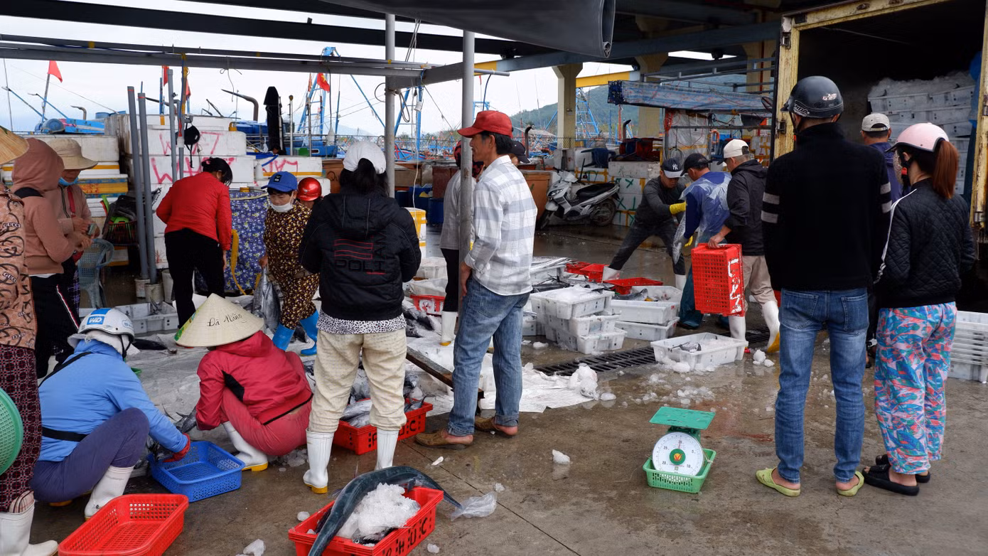 Trưa và chiều ngày 5/2, tại cảng cá Thọ Quang - cảng cá lớn nhất miền Trung bắt đầu sôi động và tấp nập trở lại khi nhiều tàu cá của ngư dân đánh bắt xuyên Tết mang theo hải sản cập bờ.