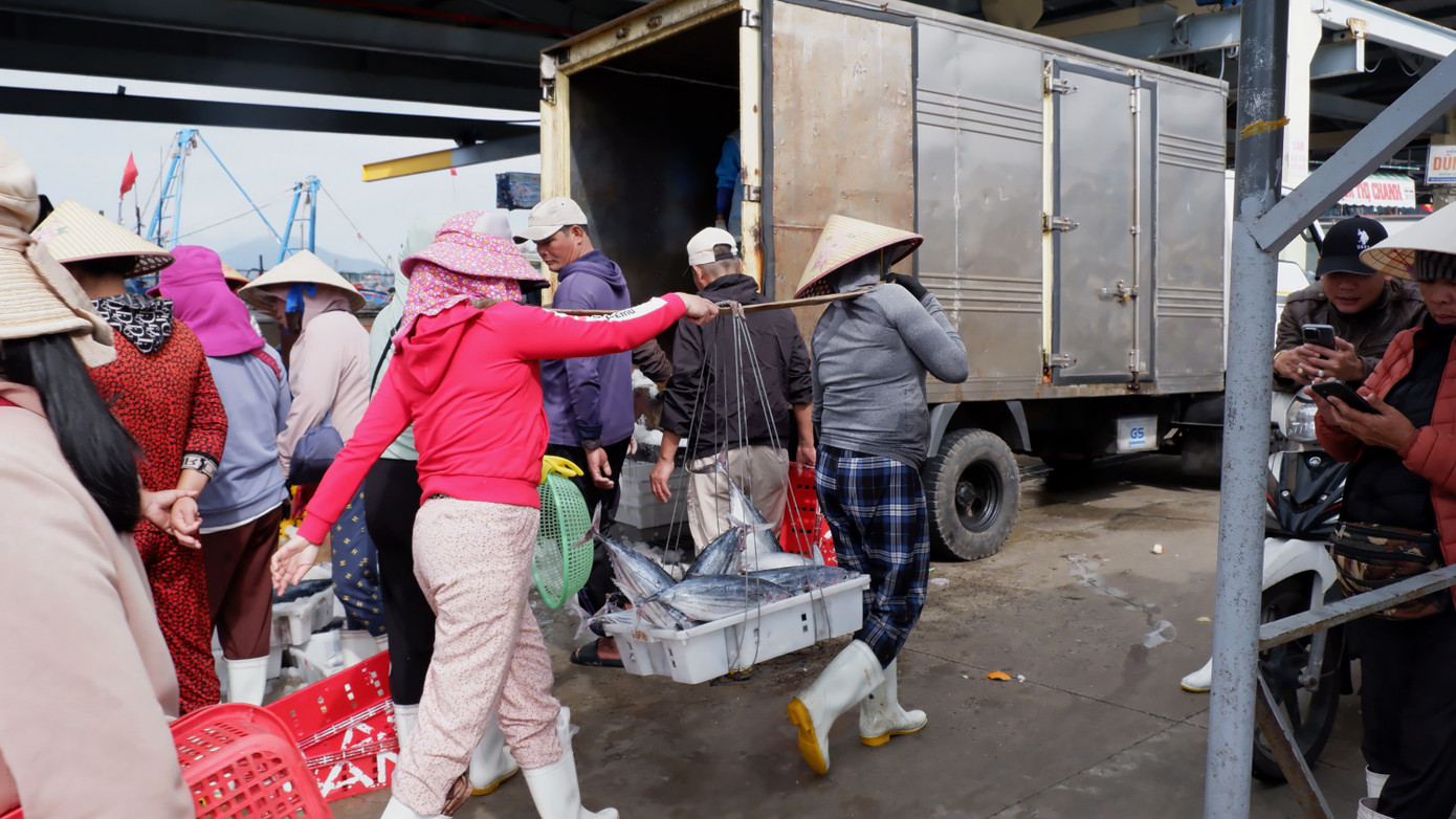 Trong khi đó, giá các loại cá thu cũng giảm. Giá cá thu loại 1 tại cảng cá Thọ Quang được thu mua với mức 150.000 - 170.000 đồng/kg, so với trước Tết giảm khoảng 50.000 đồng/kg. Trong khi đó, giá các loại cá thu cũng giảm. Giá cá thu loại 1 tại cảng cá Thọ Quang được thu mua với mức 150.000 - 170.000 đồng/kg, so với trước Tết giảm khoảng 50.000 đồng/kg.