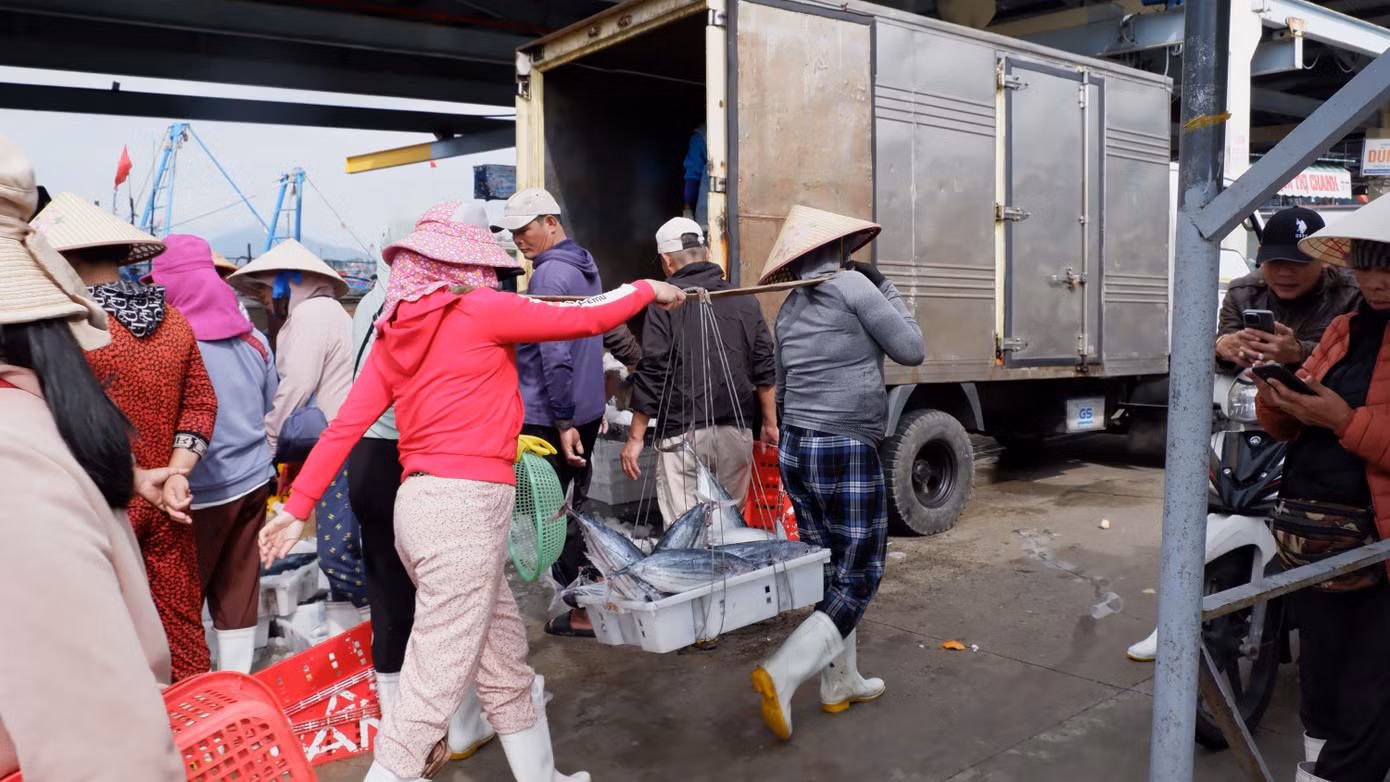 Trong khi đó, giá các loại cá thu cũng giảm. Giá cá thu loại 1 tại cảng cá Thọ Quang được thu mua với mức 150.000 - 170.000 đồng/kg, so với trước Tết giảm khoảng 50.000 đồng/kg.