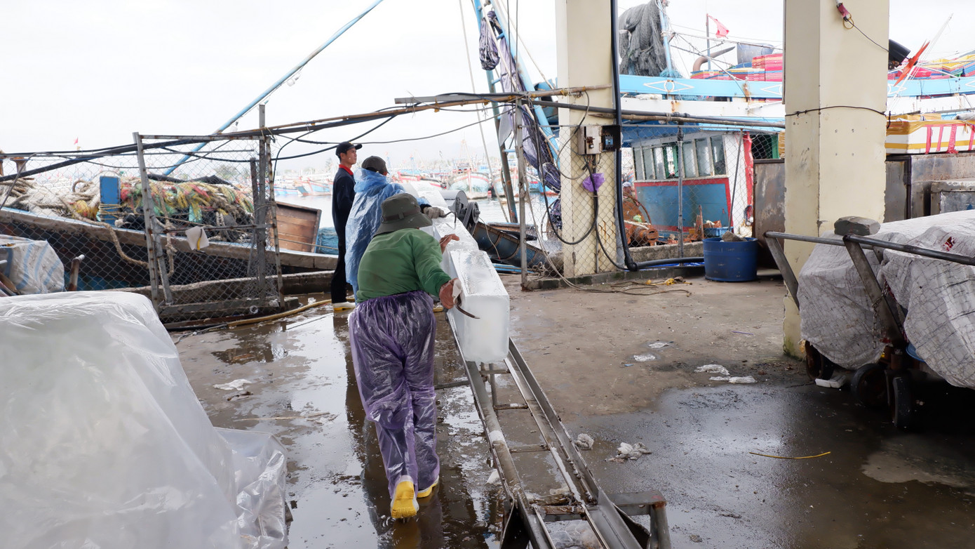 Trong khi đó, nhiều tàu cá ngư dân neo đậu tại âu thuyền Thọ Quang cũng đang tất bật dự trữ lương thực, nhu yếu phẩm, ngư cụ, xăng dầu, đá lạnh... để ra khơi mở hàng biển đầu năm sau kỳ nghỉ Tết. Trong khi đó, nhiều tàu cá ngư dân neo đậu tại âu thuyền Thọ Quang cũng đang tất bật dự trữ lương thực, nhu yếu phẩm, ngư cụ, xăng dầu, đá lạnh... để ra khơi mở hàng biển đầu năm sau kỳ nghỉ Tết.