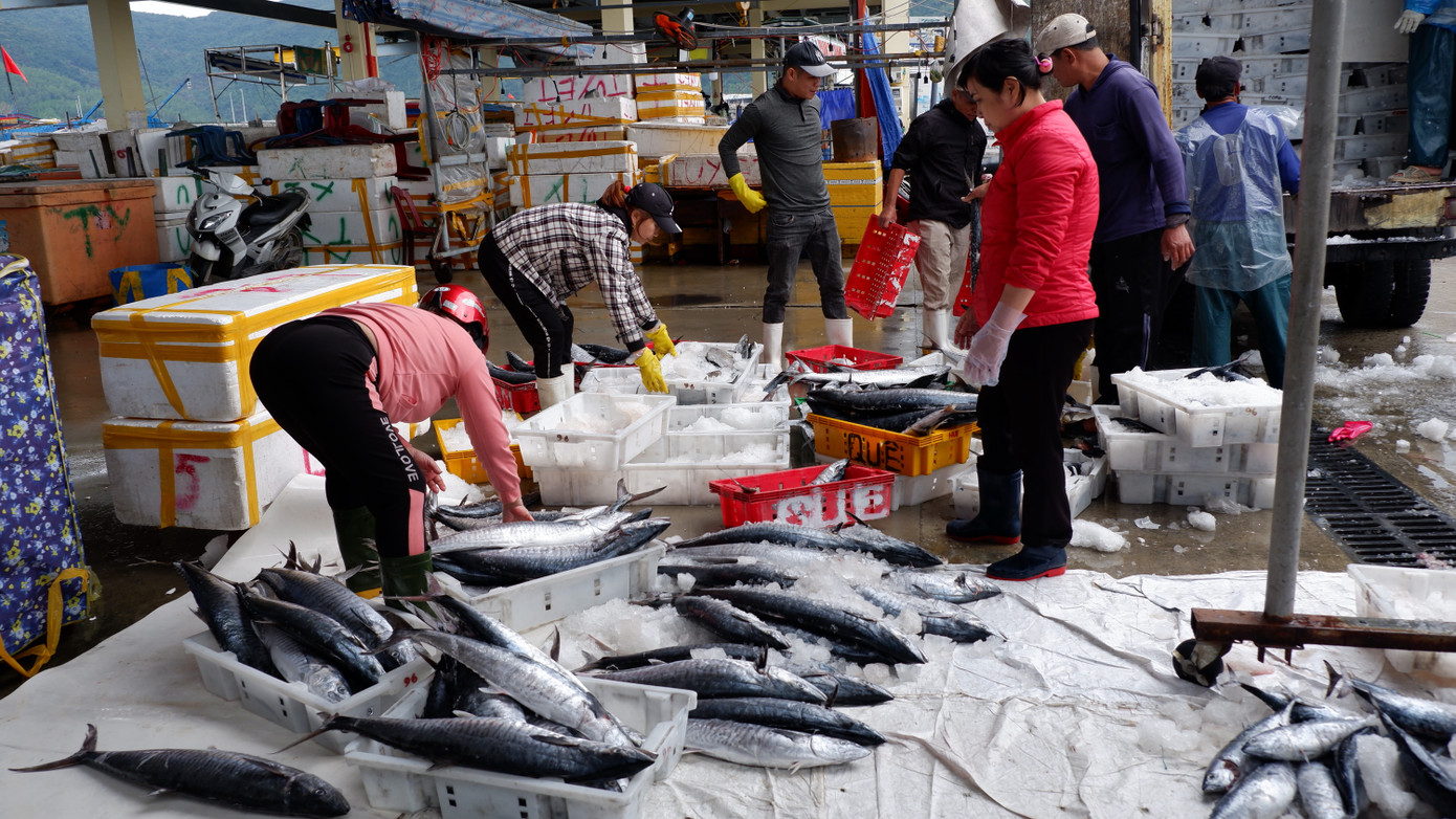 Theo ghi nhận, giá các loại cá những ngày sau Tết giảm sâu do sức mua thấp hơn trước Tết. Theo khảo sát tại cảng cá Thọ Quang, giá thu mua các loại hải sản giảm từ 1/3 - 1/4 so với dịp trước Tết. Theo ghi nhận, giá các loại cá những ngày sau Tết giảm sâu do sức mua thấp hơn trước Tết. Theo khảo sát tại cảng cá Thọ Quang, giá thu mua các loại hải sản giảm từ 1/3 - 1/4 so với dịp trước Tết.