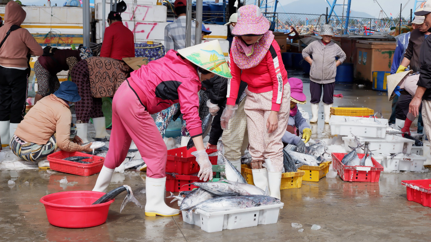 Tiểu thương đến cảng Thọ Quang từ sớm để lựa chọn cá mang về bán tại các chợ trên địa bàn Đà Nẵng. Tiểu thương đến cảng Thọ Quang từ sớm để lựa chọn cá mang về bán tại các chợ trên địa bàn Đà Nẵng.