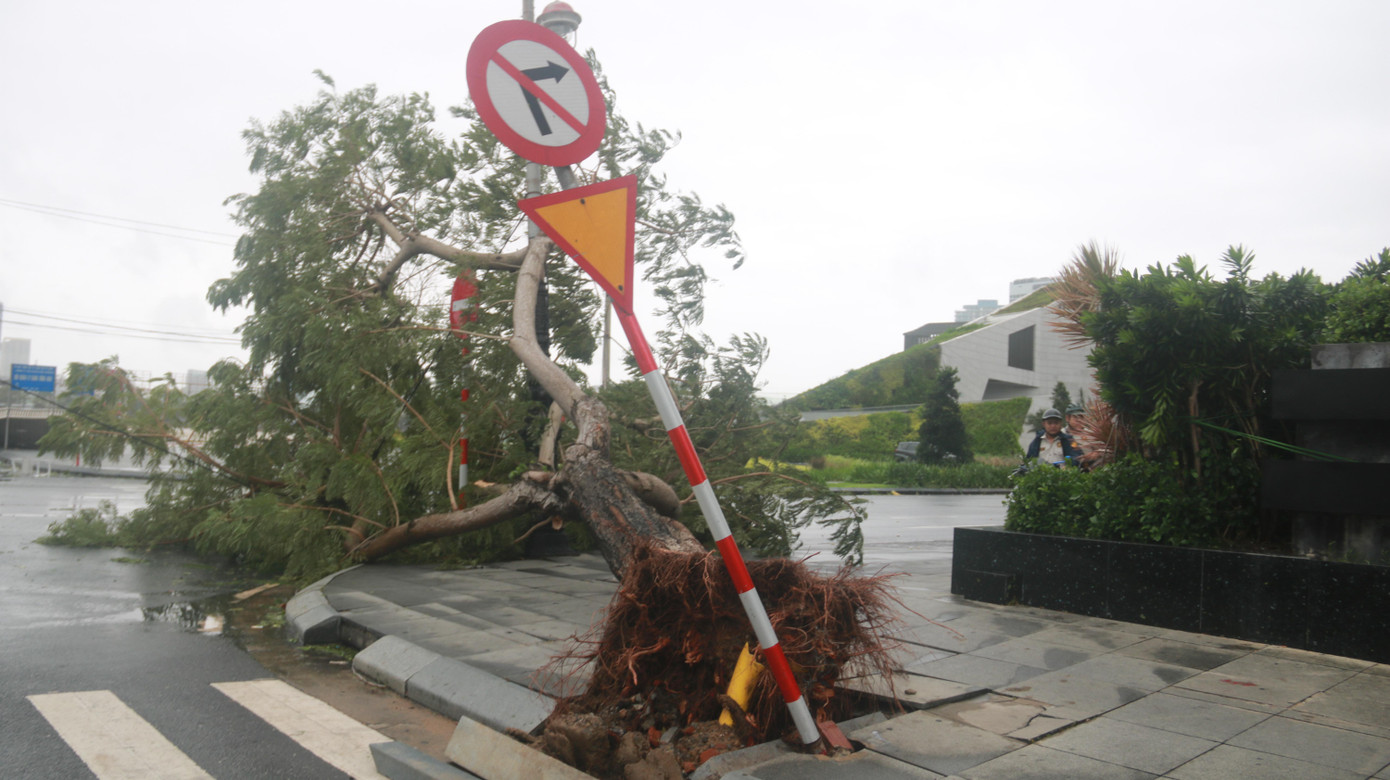 Sau khi bão đi qua, nhiều cây xanh dọc các tuyến phố Đà Nẵng bị gãy, bật gốc.
