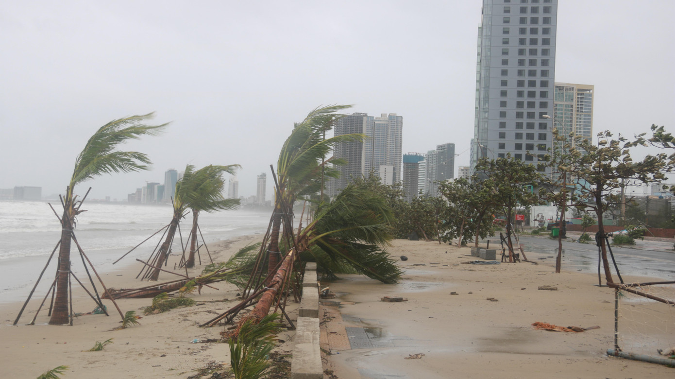 Nhiều cây bị gió và sóng biển đánh tơi tả.