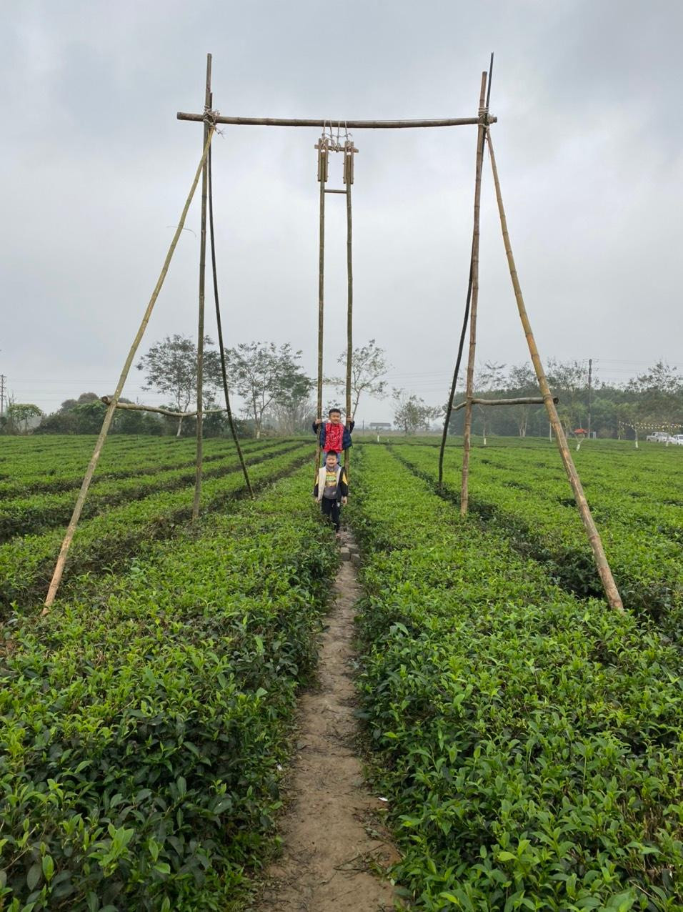 Trẻ em thích thú được trải nghiệm trò chơi xích đu ngay giữa những luống chè xanh.