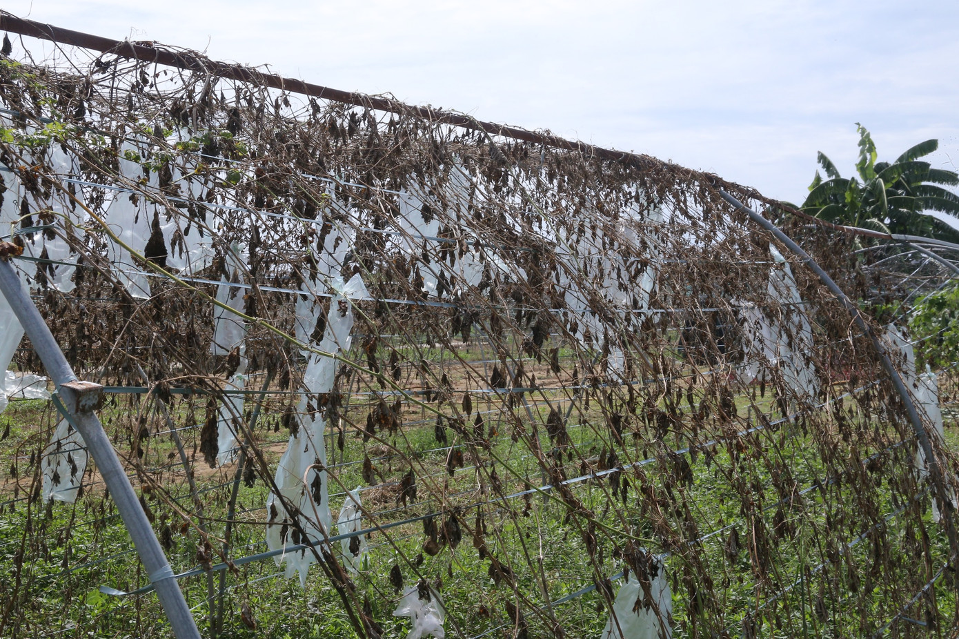 Những giàn mướp bị hư hại hoàn toàn do thiếu nước tưới cả mấy tháng nay. Những giàn mướp bị hư hại hoàn toàn do thiếu nước tưới cả mấy tháng nay.