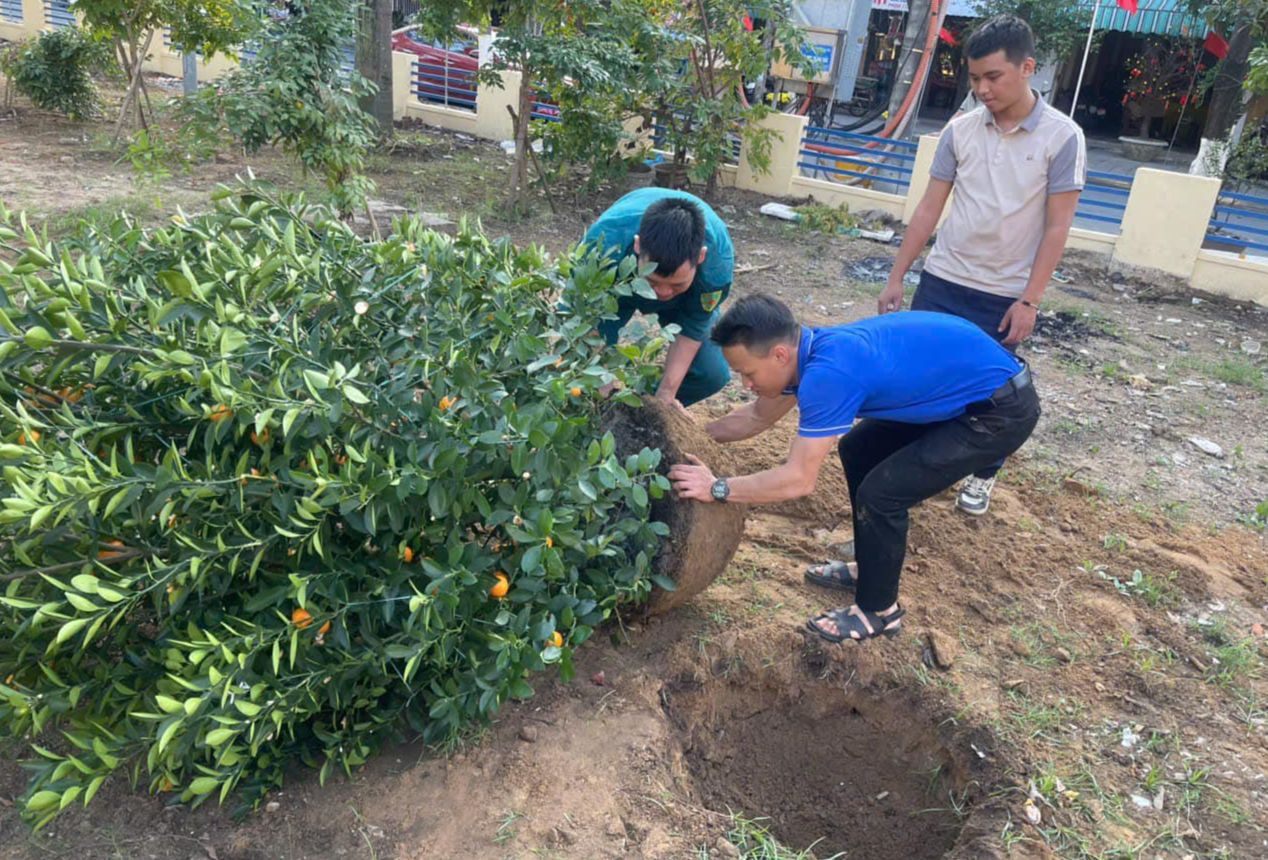 Đoàn phường An Hải Bắc (quận Sơn Trà) trồng cây quất cảnh tại một khu vườn dạo. Đoàn phường An Hải Bắc (quận Sơn Trà) trồng cây quất cảnh tại một khu vườn dạo.