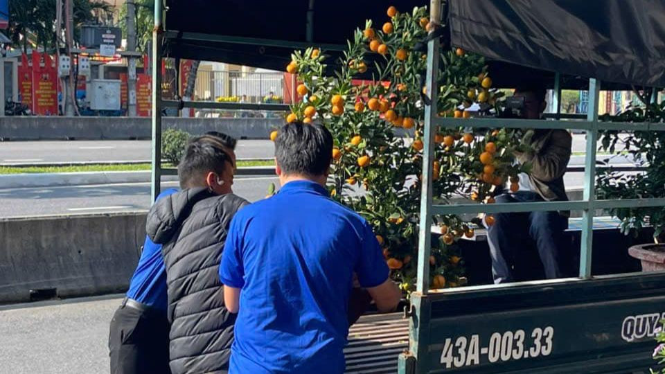 Đoàn viên thanh niên quận Sơn Trà vận chuyển cây quất cảnh do người dân tặng. Đoàn viên thanh niên quận Sơn Trà vận chuyển cây quất cảnh do người dân tặng.