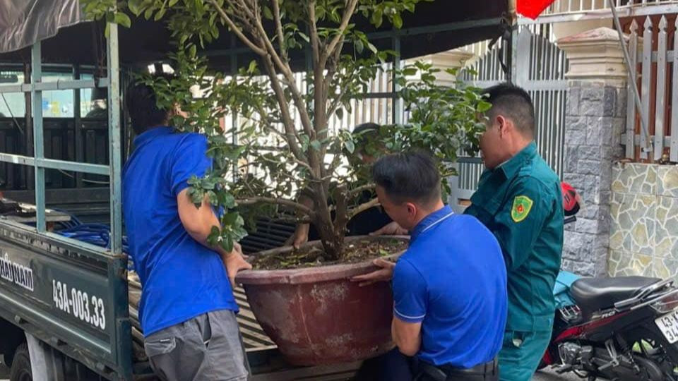 Đoàn viên thanh niên quận Sơn Trà vận chuyển cây quất cảnh do người dân tặng. Đoàn viên thanh niên quận Sơn Trà vận chuyển cây quất cảnh do người dân tặng.