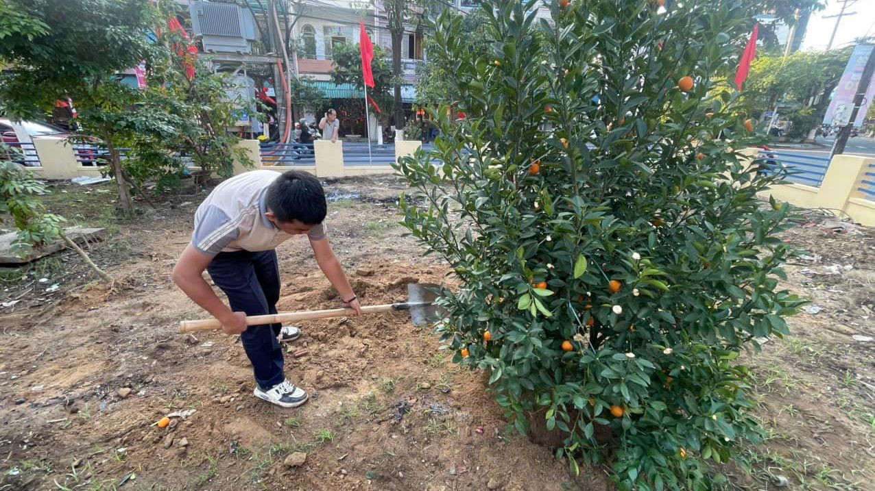 Việc chăm sóc cây quất cảnh sau khi trồng sẽ được các Đoàn phường phụ trách. Việc chăm sóc cây quất cảnh sau khi trồng sẽ được các Đoàn phường phụ trách.